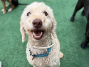 Cachorro raça Poodle idade 6 ou mais anos nome Fred