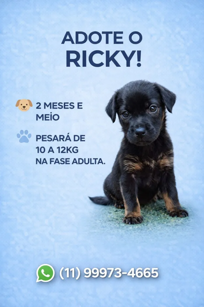 Cachorro raça SRD-ViraLata idade 2 a 6 meses nome Ricky