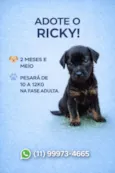 Ricky