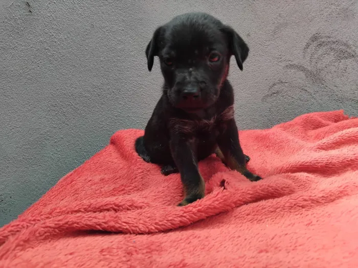 Cachorro raça SRD-ViraLata idade 2 a 6 meses nome Ricky