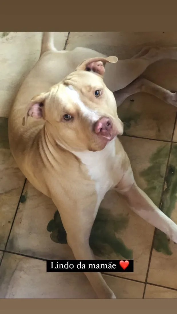 Cachorro raça Pit-Bull idade 3 anos nome Revoada