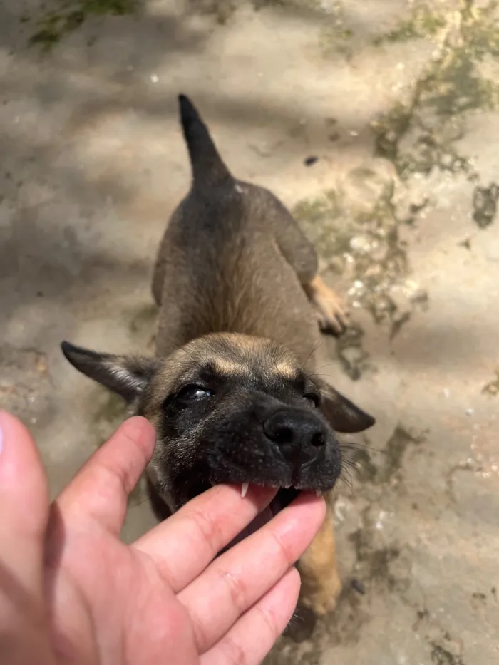 Cachorro raça SRD-ViraLata idade 2 a 6 meses nome Sem nome