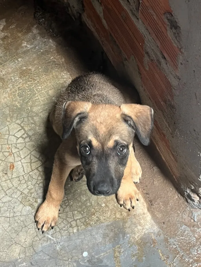 Cachorro raça SRD-ViraLata idade 2 a 6 meses nome Sem nome