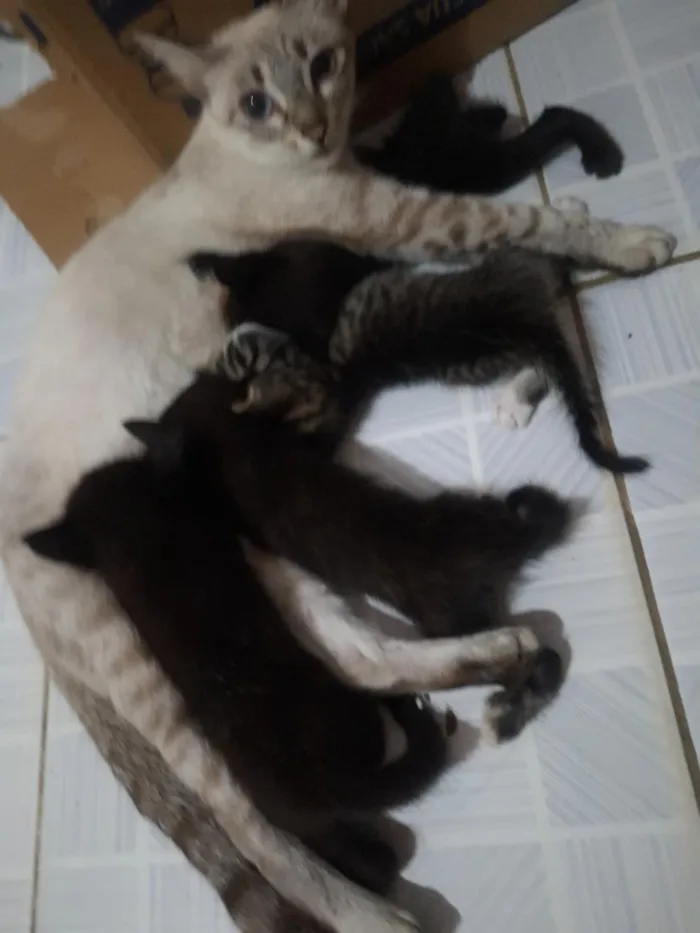 Gato raça SRD-ViraLata idade Abaixo de 2 meses nome sem nome!