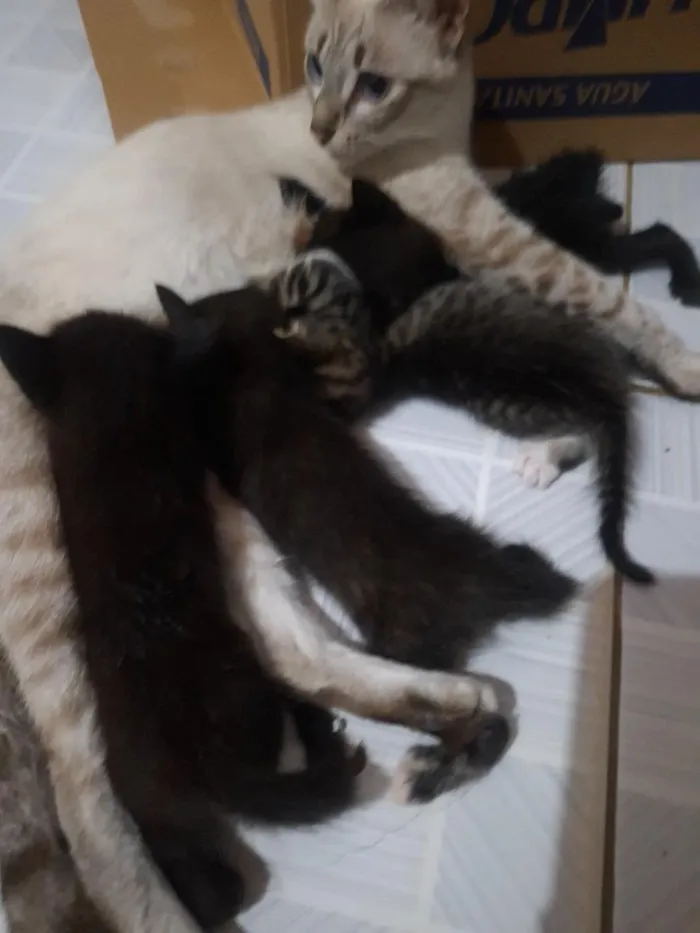 Gato raça SRD-ViraLata idade Abaixo de 2 meses nome sem nome!