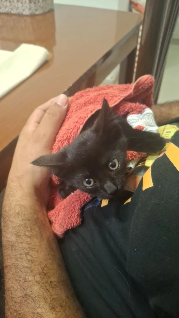 Gato raça SRD-ViraLata idade Abaixo de 2 meses nome Cristiano 