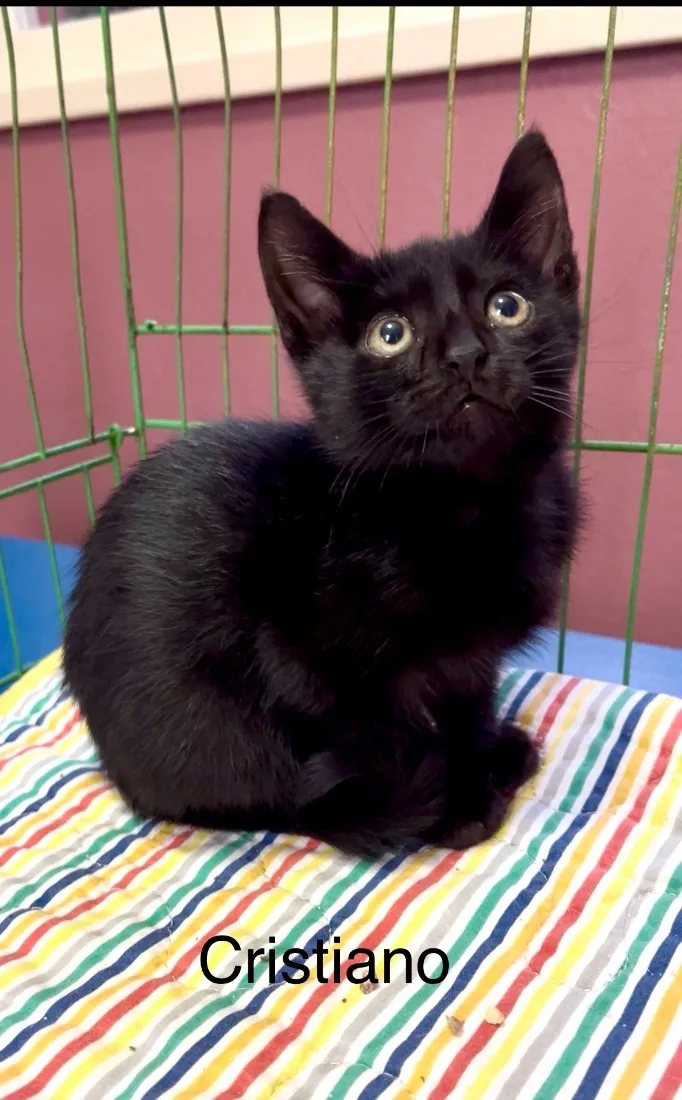 Gato raça SRD-ViraLata idade Abaixo de 2 meses nome Cristiano 