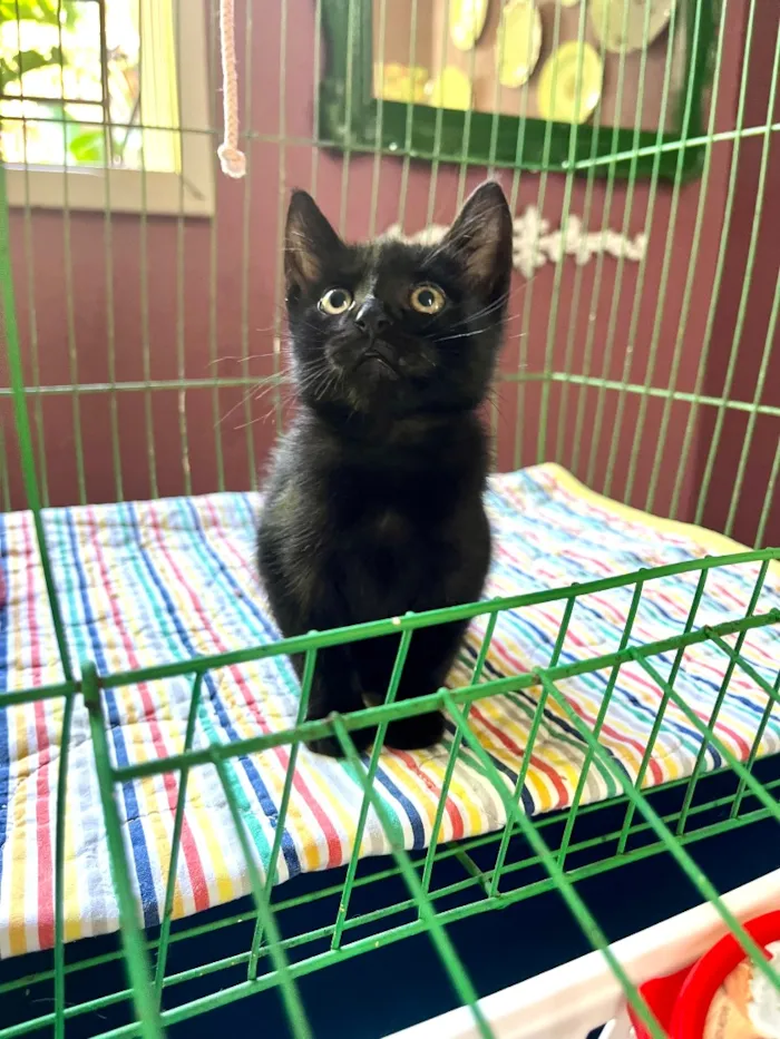 Gato raça SRD-ViraLata idade Abaixo de 2 meses nome Cristiano 