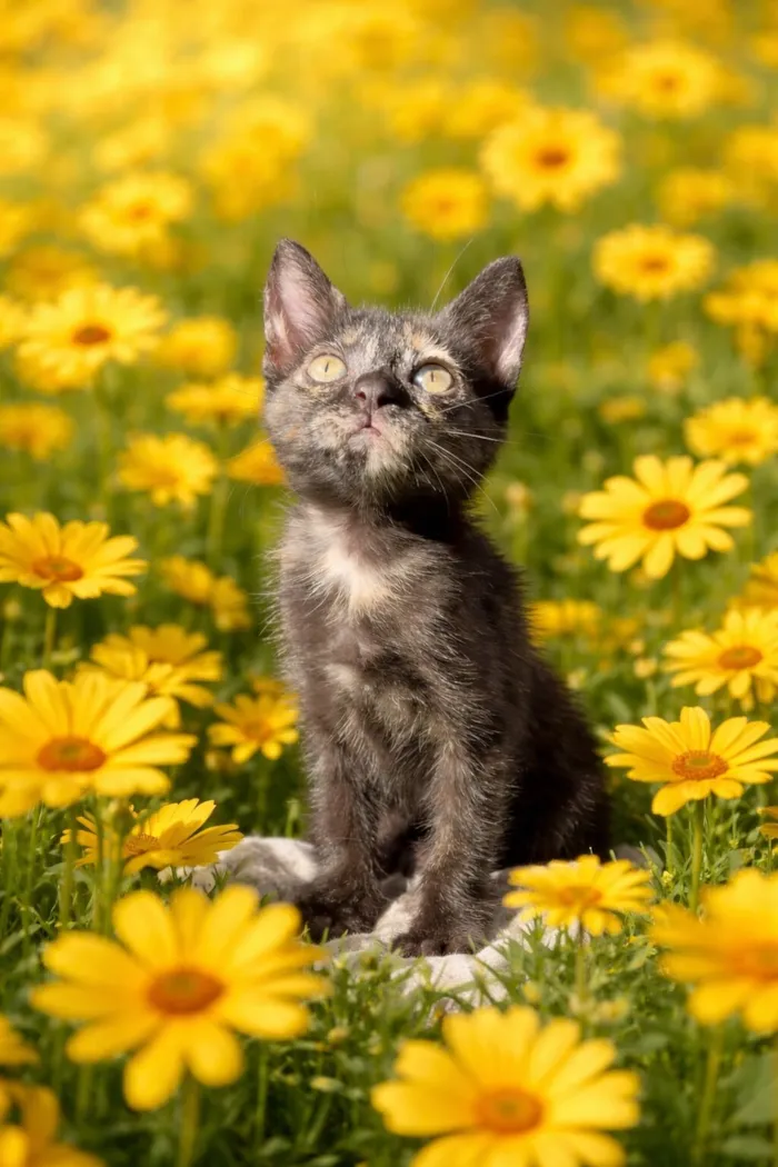 Gato raça SRD-ViraLata idade Abaixo de 2 meses nome Gladis