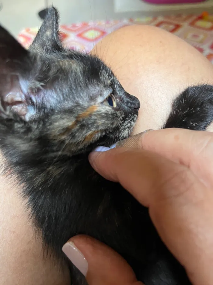 Gato raça SRD-ViraLata idade Abaixo de 2 meses nome Gladis