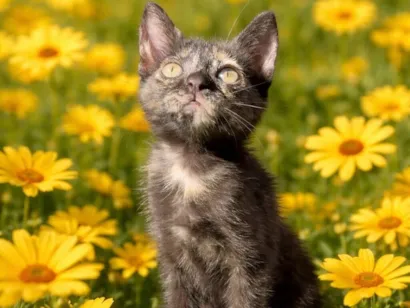Gato raça SRD-ViraLata idade Abaixo de 2 meses nome Gladis