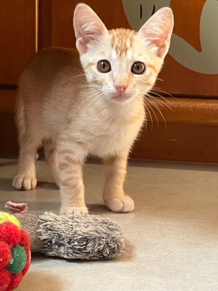 Gato raça SRD-ViraLata idade Abaixo de 2 meses nome Marcelino e Márcia