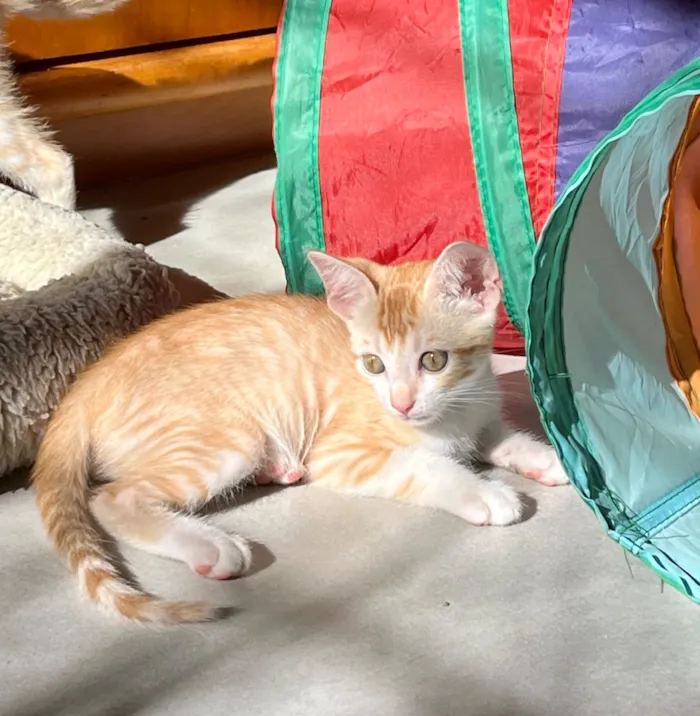 Gato raça SRD-ViraLata idade Abaixo de 2 meses nome Marcelino e Márcia