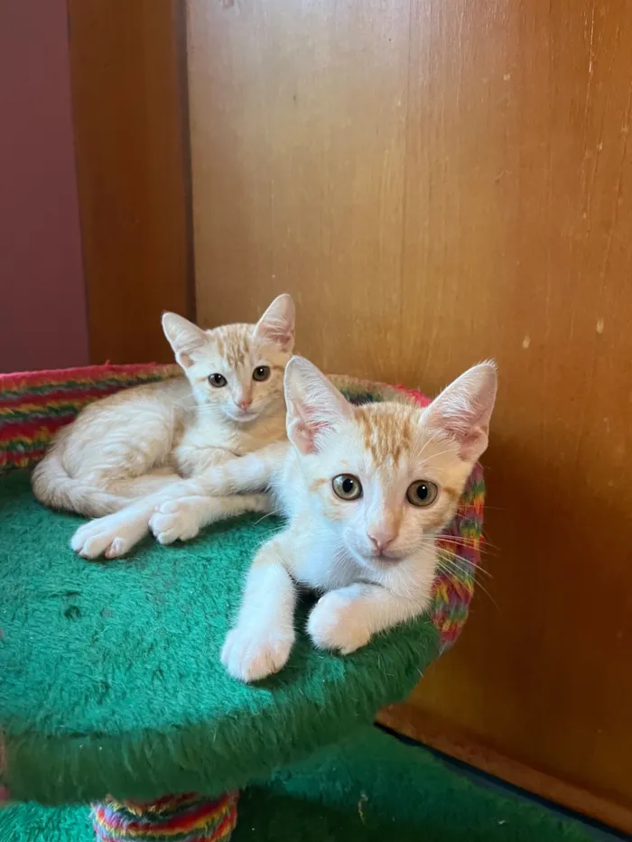 Gato raça SRD-ViraLata idade Abaixo de 2 meses nome Marcelino e Márcia
