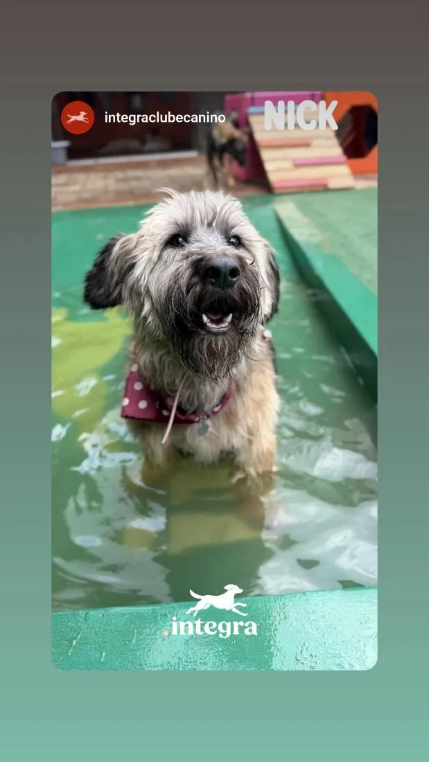 Cachorro raça SRD-ViraLata idade 4 anos nome Nick