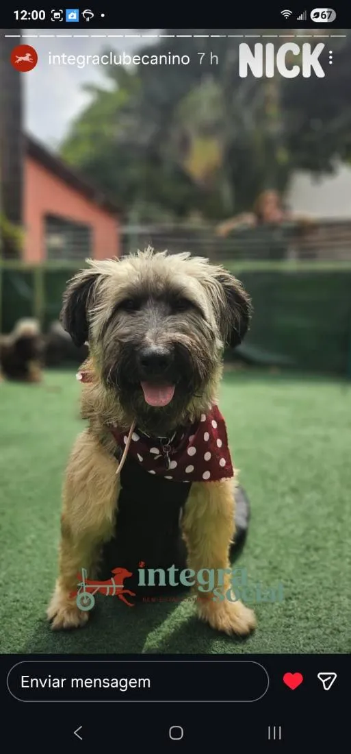 Cachorro raça SRD-ViraLata idade 4 anos nome Nick