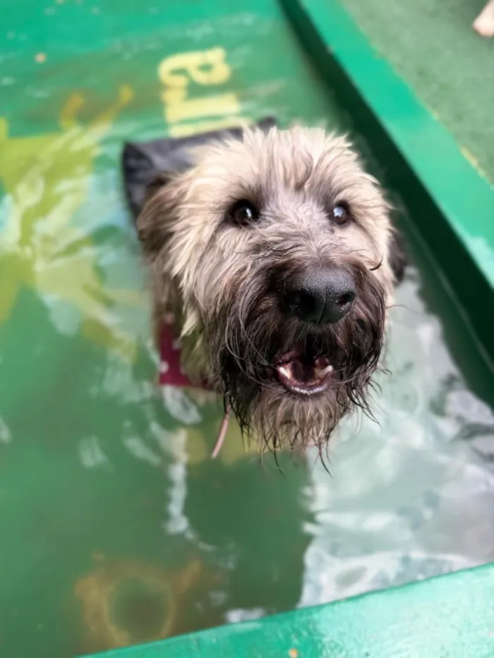 Cachorro raça SRD-ViraLata idade 4 anos nome Nick