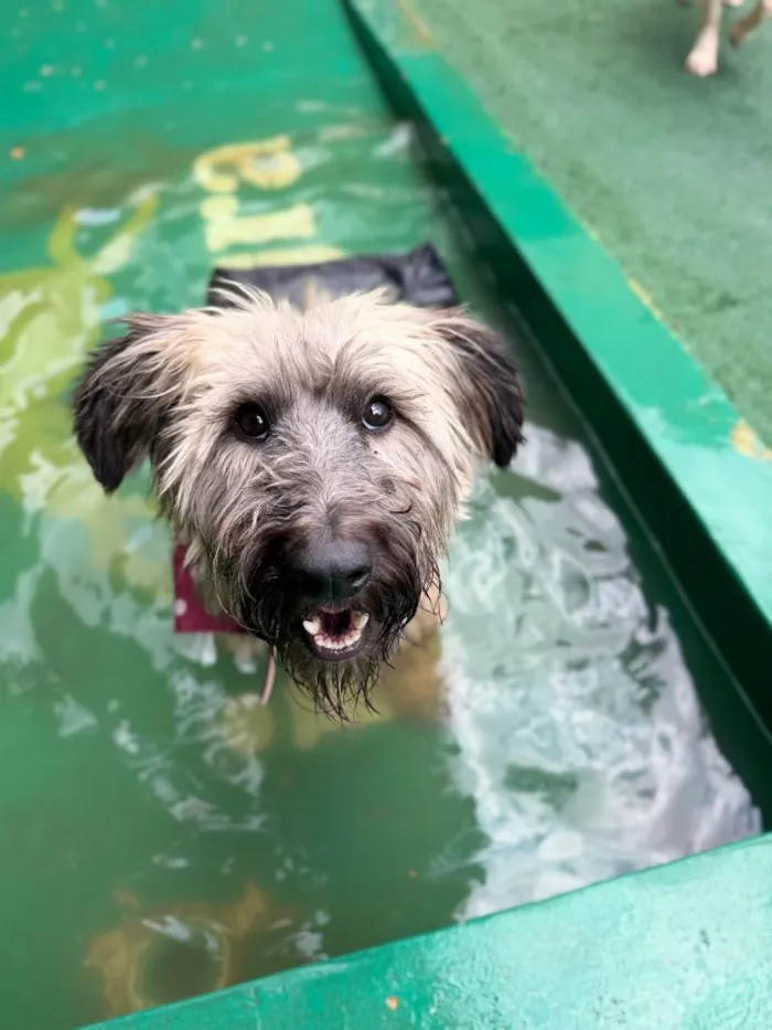 Cachorro raça SRD-ViraLata idade 4 anos nome Nick