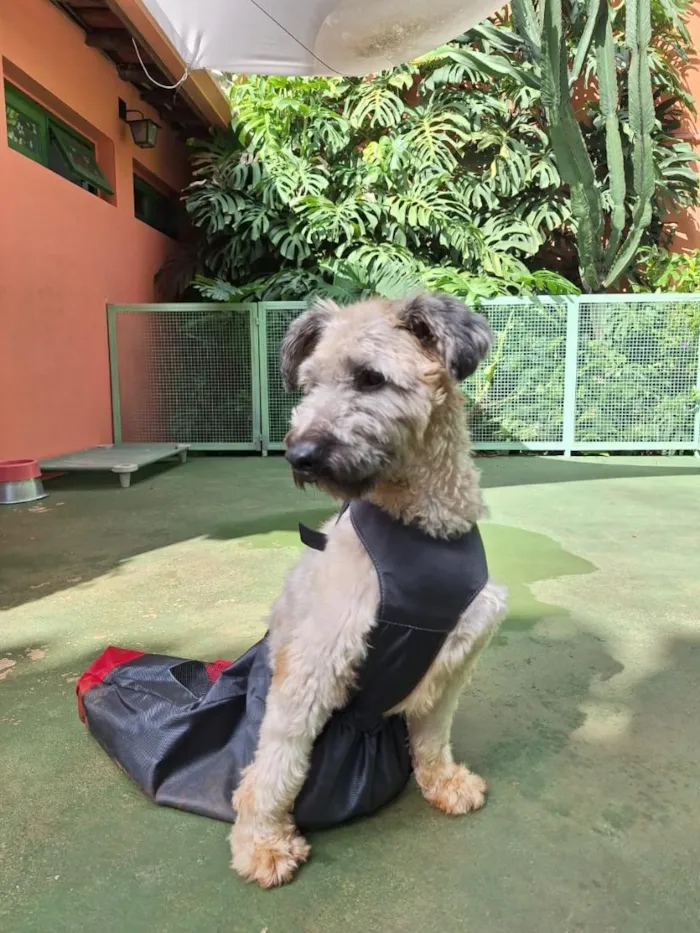 Cachorro raça SRD-ViraLata idade 4 anos nome Nick