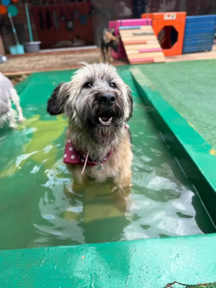 Cachorro raça SRD-ViraLata idade 4 anos nome Nick