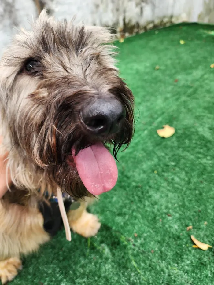 Cachorro raça SRD-ViraLata idade 4 anos nome Nick