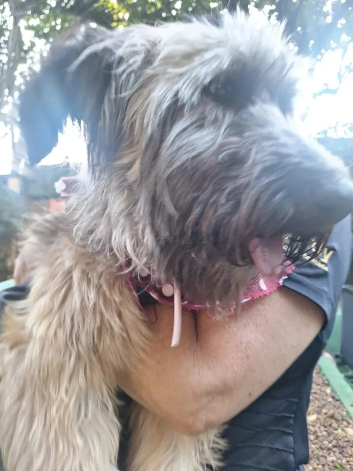 Cachorro raça SRD-ViraLata idade 4 anos nome Nick