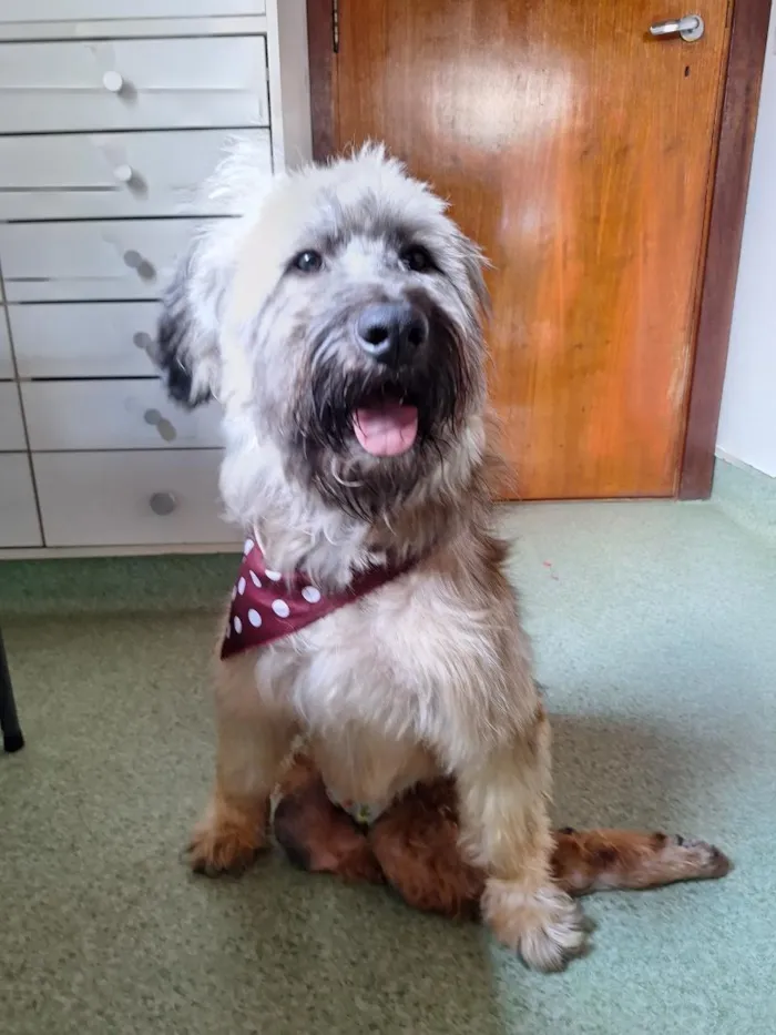 Cachorro raça SRD-ViraLata idade 4 anos nome Nick