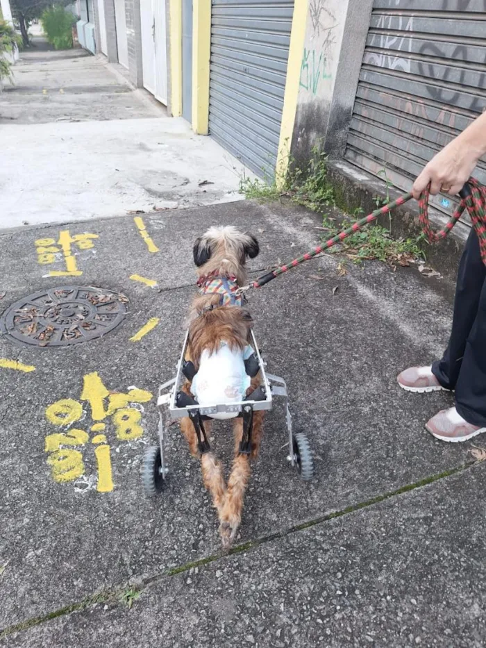 Cachorro raça SRD-ViraLata idade 4 anos nome Nick