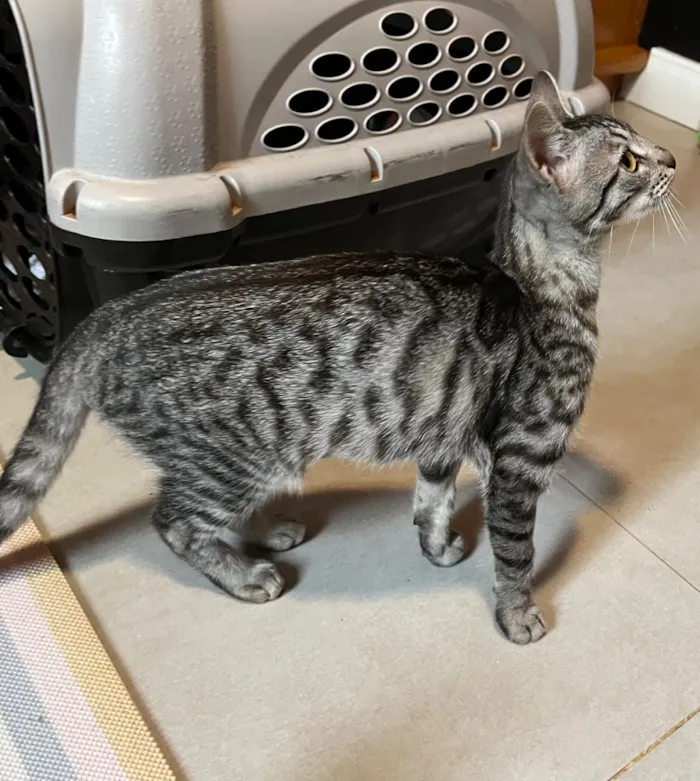 Gato raça SRD-ViraLata idade 2 a 6 meses nome Chica