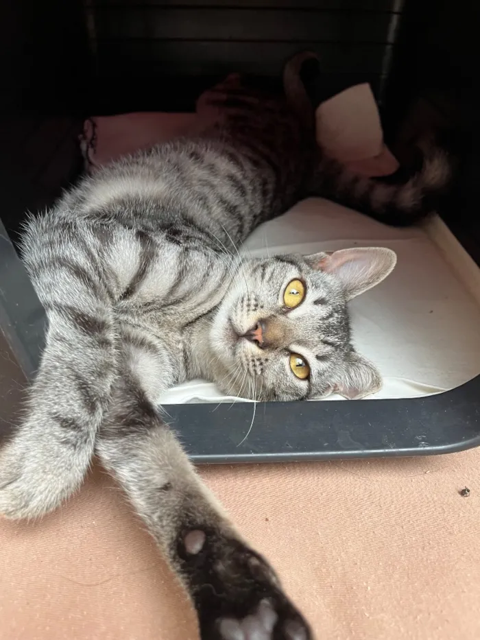 Gato raça SRD-ViraLata idade 2 a 6 meses nome Chica