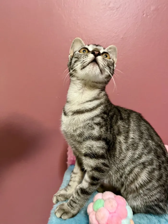 Gato raça SRD-ViraLata idade 2 a 6 meses nome Chica