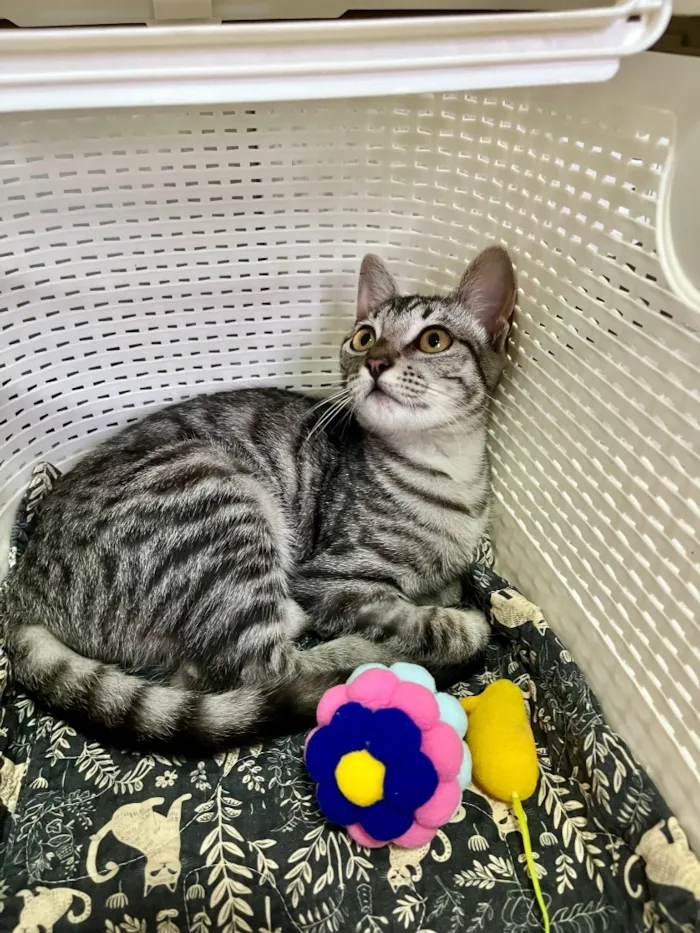 Gato raça SRD-ViraLata idade 2 a 6 meses nome Chica