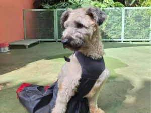 Cachorro raça SRD-ViraLata idade 4 anos nome Nick