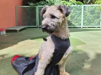 Cachorro raça SRD-ViraLata idade 4 anos nome Nick