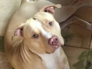Cachorro raça Pit-Bull idade 3 anos nome Revoada