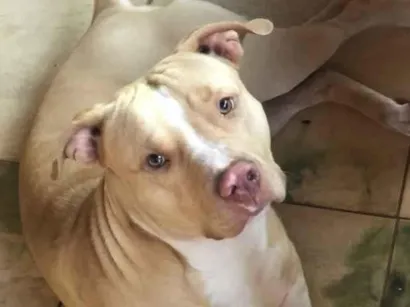 Cachorro raça Pit-Bull idade 3 anos nome Revoada