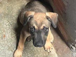 Cachorro raça SRD-ViraLata idade 2 a 6 meses nome Sem nome