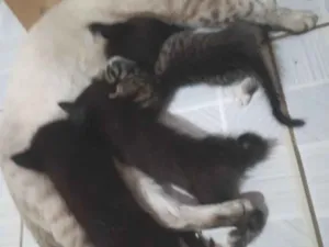 Gato raça SRD-ViraLata idade Abaixo de 2 meses nome sem nome!