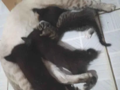 Gato raça SRD-ViraLata idade Abaixo de 2 meses nome sem nome!