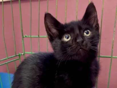 Gato raça SRD-ViraLata idade Abaixo de 2 meses nome Cristiano 