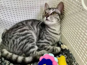 Gato raça SRD-ViraLata idade 2 a 6 meses nome Chica