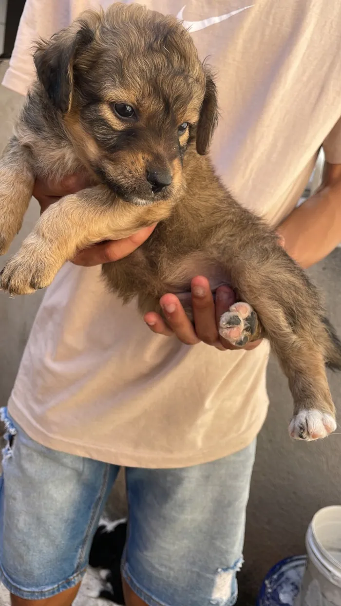 Cachorro raça SRD-ViraLata idade Abaixo de 2 meses nome Mel mãe dos filhotes 