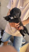 Mel mãe dos filhotes 