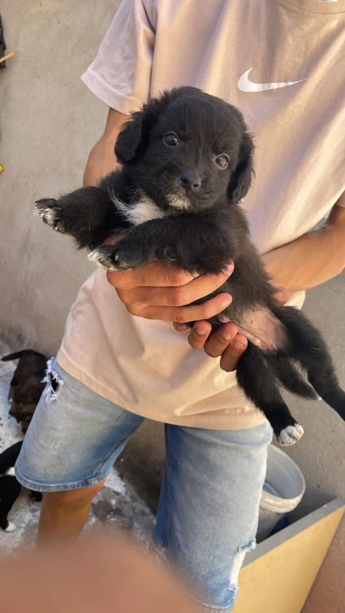 Cachorro raça SRD-ViraLata idade Abaixo de 2 meses nome Mel mãe dos filhotes 