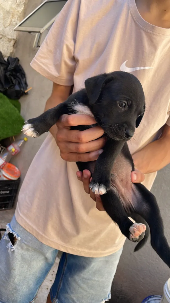 Cachorro raça SRD-ViraLata idade Abaixo de 2 meses nome Mel mãe dos filhotes 