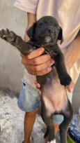 Mel mãe dos filhotes 