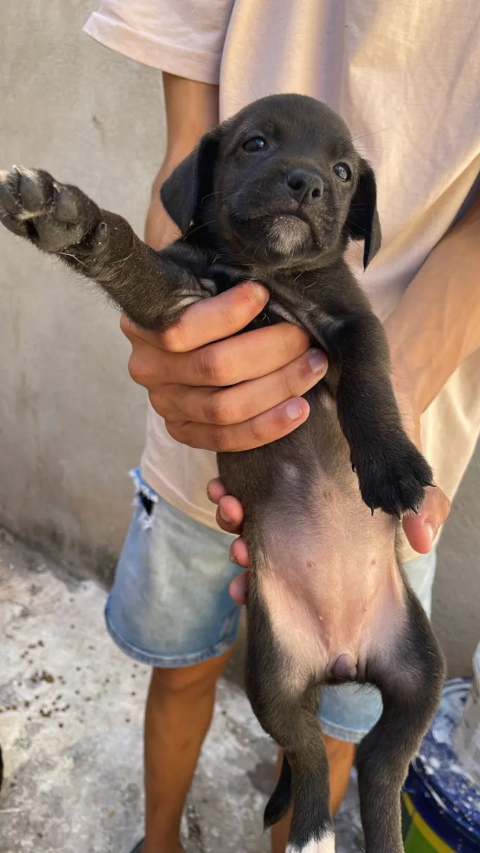 Cachorro raça SRD-ViraLata idade Abaixo de 2 meses nome Mel mãe dos filhotes 