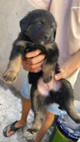 Mel mãe dos filhotes 