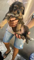 Mel mãe dos filhotes 