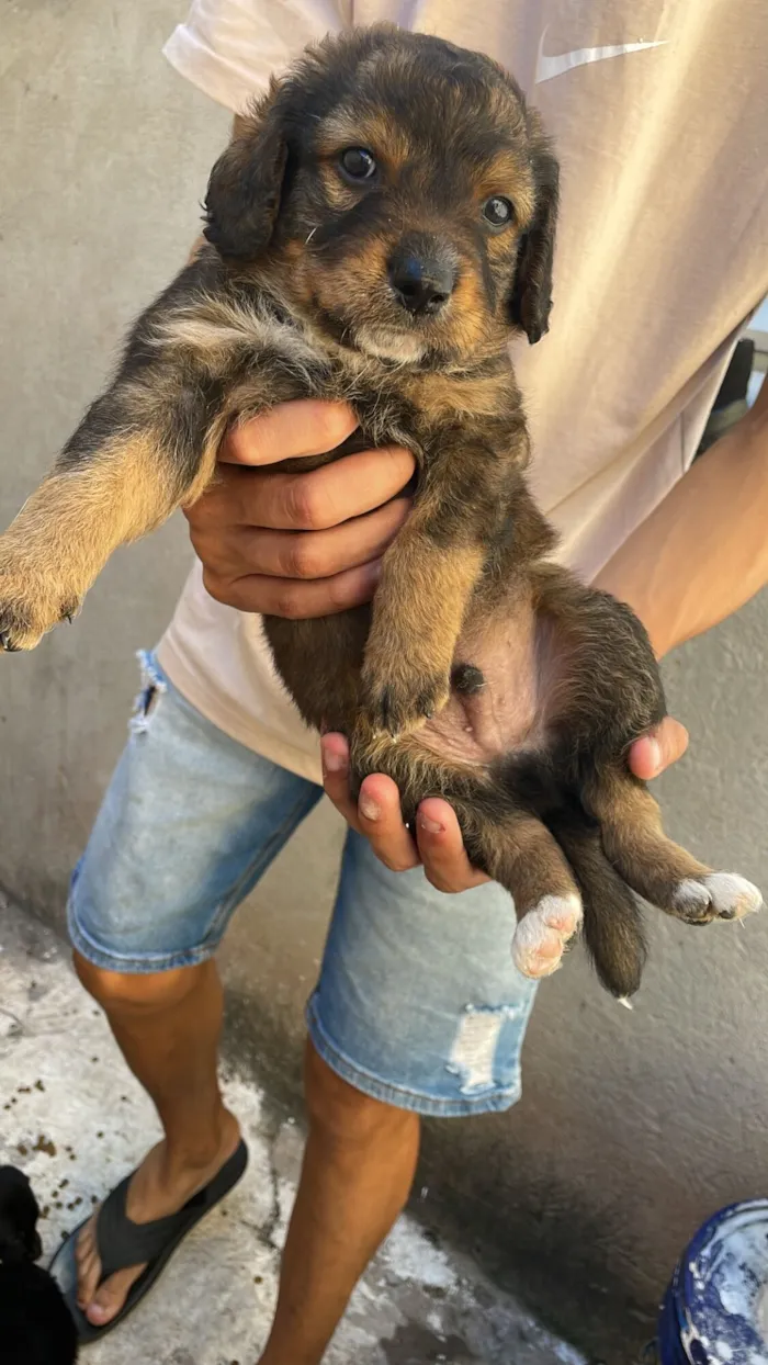 Cachorro raça SRD-ViraLata idade Abaixo de 2 meses nome Mel mãe dos filhotes 
